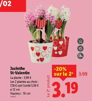 Jacinthe St-Valentin offre à 3,99€ sur Lidl