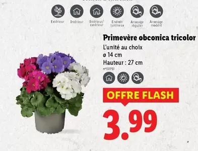 Primevère Obconica Tricolor offre à 3,99€ sur Lidl