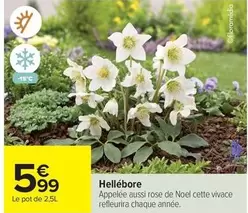 Hellébore offre à 5,99€ sur Carrefour Express