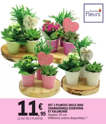 Set 3 Plantes Socle Bois Chamadorea Echeveria Et Kalanchoe offre à 11,95€ sur E.Leclerc