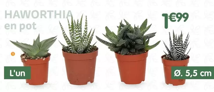 Haworthia En Pot offre à 1,99€ sur B&M