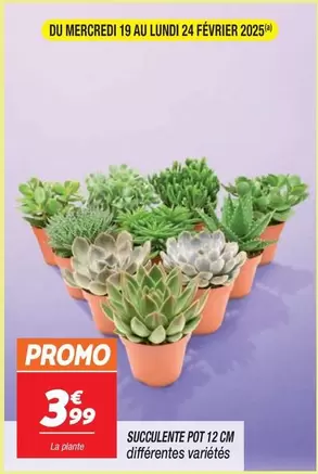 Promo - Succulente offre à 3,99€ sur Netto