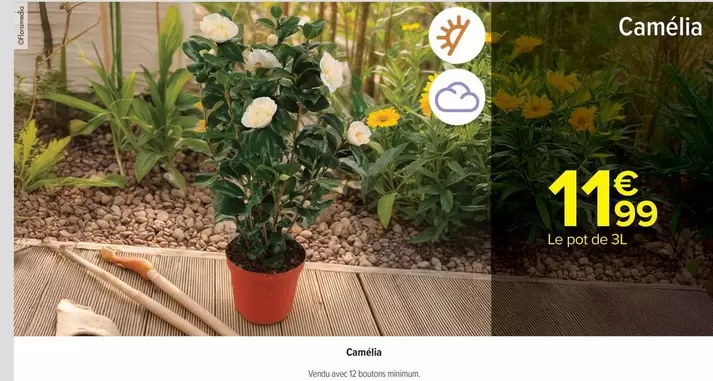 Camélia offre à 11,99€ sur Carrefour Contact