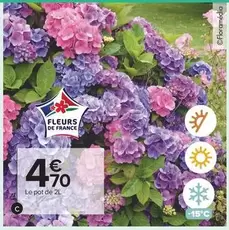 Fleurs De France offre à 4,7€ sur Carrefour