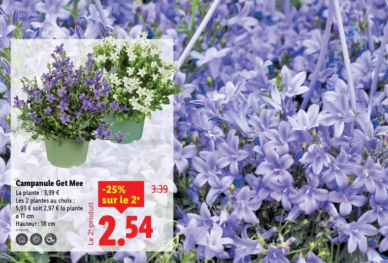 Campanule Get Mee  offre à 3,39€ sur Lidl