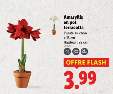 Amaryllis En Pot Terracotta offre à 3,99€ sur Lidl