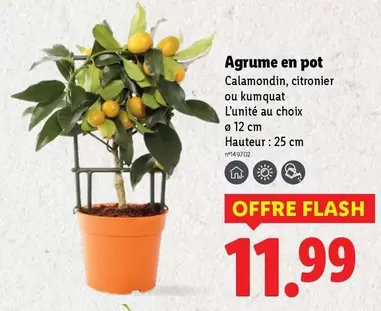 Agrume En Pot offre à 11,99€ sur Lidl