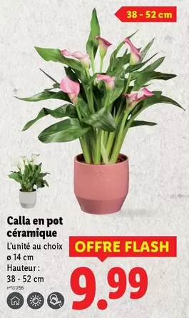 Calla En Pot Céramique offre à 9,99€ sur Lidl