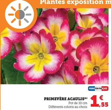 Primevère Acaulis offre à 1,55€ sur Super U