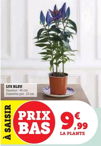 Lys Bleu offre à 9,99€ sur Super U