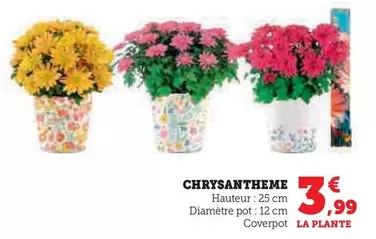 Chrysantheme offre à 3,99€ sur Super U