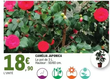 Camélia Japonica offre à 18,9€ sur E.Leclerc Brico