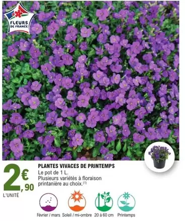 Plantes Vivaces De Printemps offre à 2,9€ sur E.Leclerc