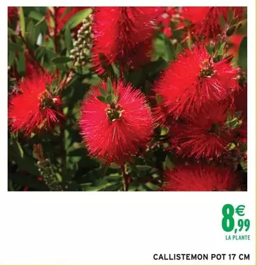 Callistemon Pot offre à 8,99€ sur Intermarché