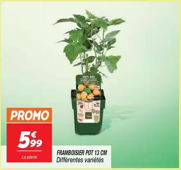 Promo - Framboisier Pot 13 Cm offre à 5,99€ sur Netto