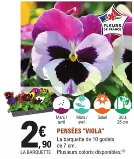 Mars - Pensées "viola" offre à 2,9€ sur E.Leclerc Jardi