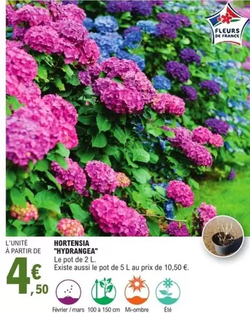 Hortensia "myorange" offre à 4,5€ sur E.Leclerc Jardi