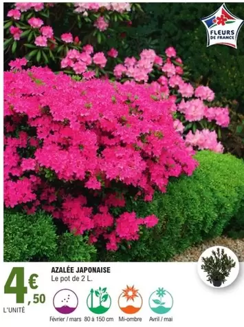 Azalée Japonaise offre à 4,5€ sur E.Leclerc Jardi