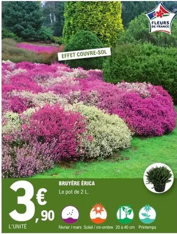 Bruyère Erica offre à 3,9€ sur E.Leclerc Jardi