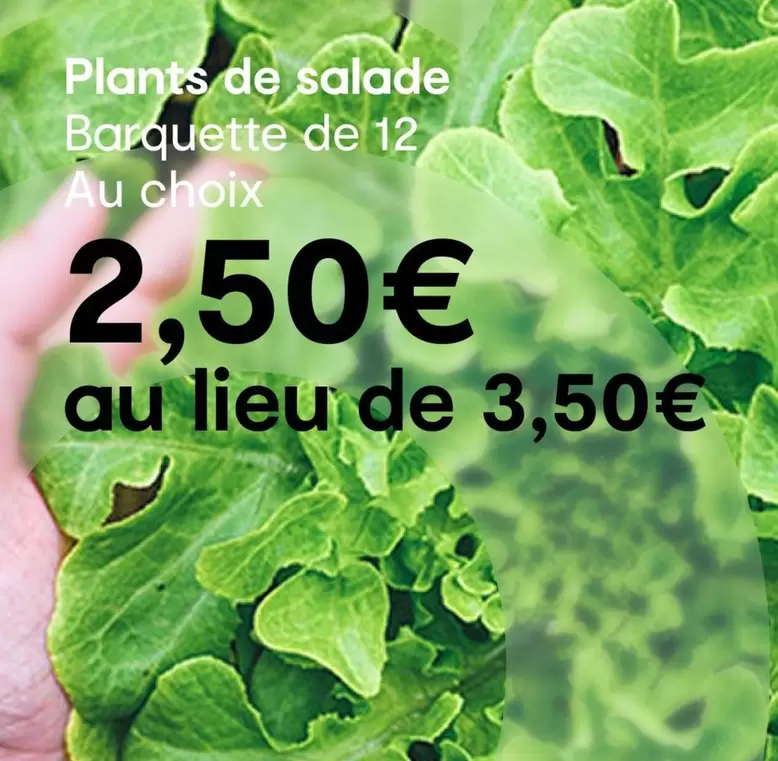 Plants De Salade Barquette offre à 2,5€ sur Côté Nature