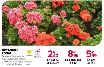 Géranium Zonal offre à 2,4€ sur Kiriel