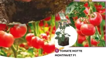 Tomate Motte Montfavet F 1 offre à 2,5€ sur Mr Bricolage
