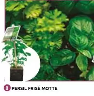 Persil Frisé Motte offre à 2,5€ sur Mr Bricolage