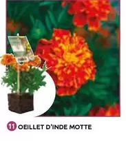 Oeillet D'inde Motte offre à 2,5€ sur Mr Bricolage