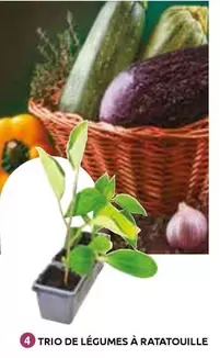 Trio De Legumes A Ratatouille offre à 3,5€ sur Mr Bricolage