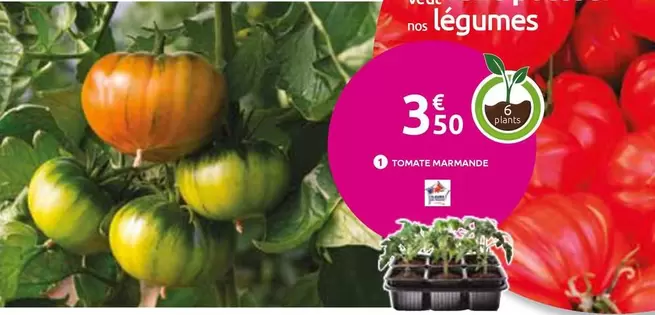 Nos - Tondeuse À Gazon offre à 3,5€ sur Mr Bricolage