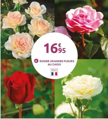 Rosier Grandes Fleurs Au Choix offre à 16,95€ sur Mr Bricolage