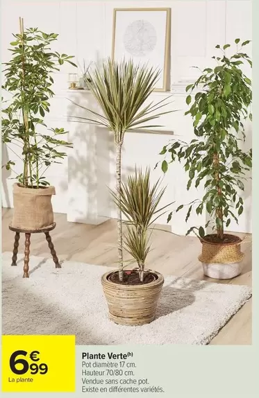 Plante Verte offre à 6,99€ sur Carrefour Drive