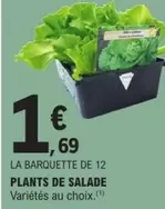La Barquette De 12 Plants De Salade offre à 1,69€ sur E.Leclerc