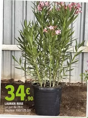 Laurier Rose offre à 34,9€ sur E.Leclerc