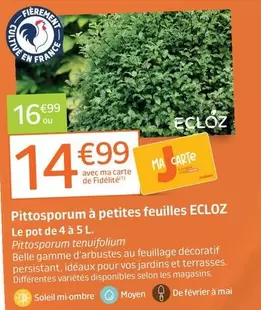Ecloz - Pittosporum A Petites Feuilles offre à 16,99€ sur Jardiland