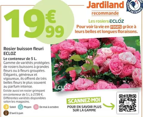 Ecloz - Rosier Buisson Fleuri offre à 19,99€ sur Jardiland