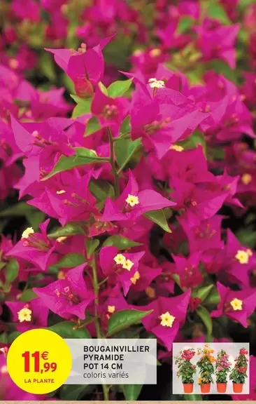 Bougainvillier Pyramide Pot 14cm offre à 11,99€ sur Intermarché Hyper
