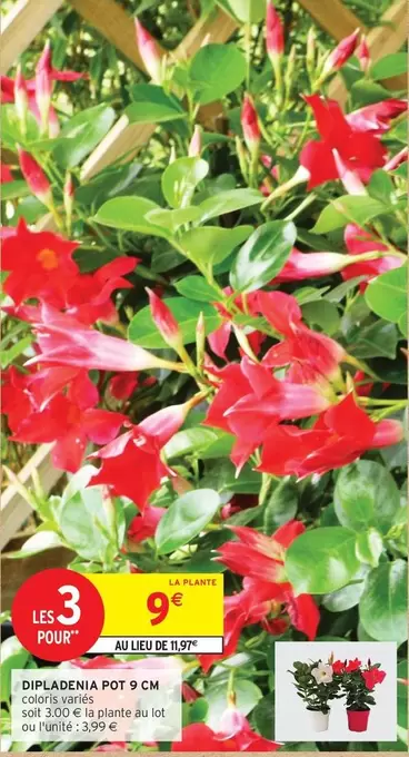 Dipladenia Pot 5 Cm offre à 9€ sur Intermarché