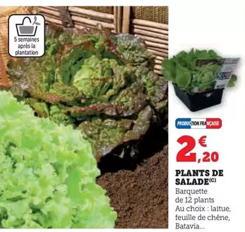 Plantation - Plants De Salade offre à 2,2€ sur Super U
