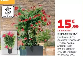 Dipladenia offre à 15,99€ sur Hyper U