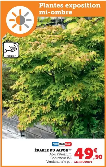 Acer - Érable Du Japon offre à 49,9€ sur Hyper U