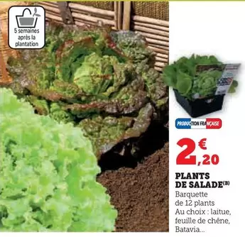 Plantation - Plants De Salade offre à 2,2€ sur Super U