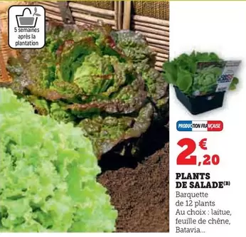 Plantation - Plants De Salade offre à 2,2€ sur Hyper U