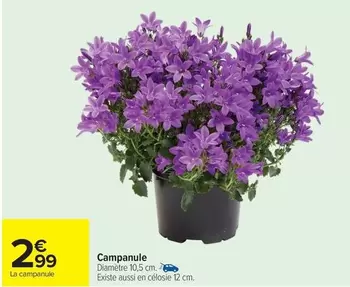 Campanule offre à 2,99€ sur Carrefour City