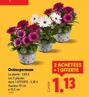 Ostéospermum  offre à 1,13€ sur Lidl