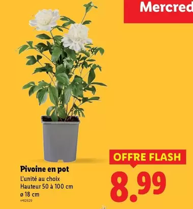 Pivoine En Pot offre à 8,99€ sur Lidl