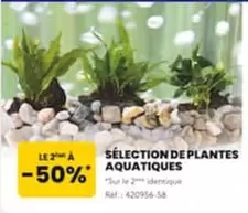 Sélection De Plantes Aquatiques offre sur Animalis