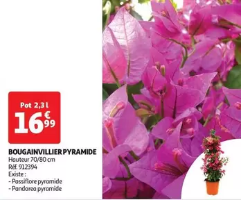 Bougainvillier Pyramide offre à 16,99€ sur Auchan Hypermarché