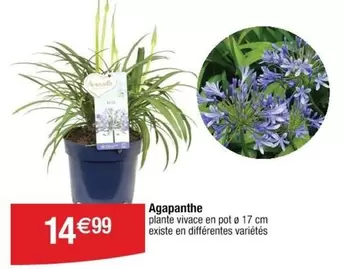 Agapanthe offre à 14,99€ sur Cora