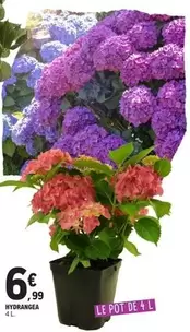 Hydrangea offre à 6,99€ sur E.Leclerc